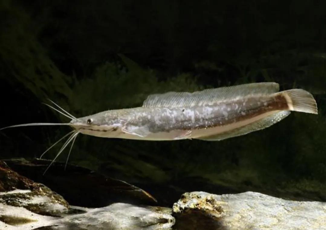 Why are more and more people not eating catfish?Is it really dirty