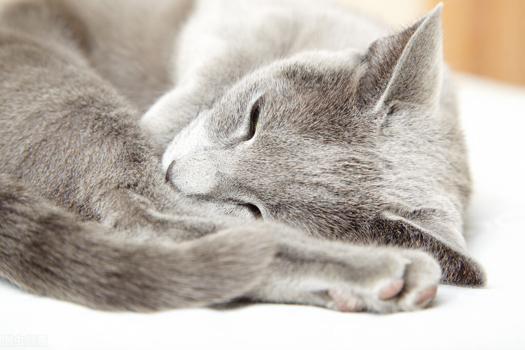 How much does it cost to cremate a cat in Shanghai? iNEWS