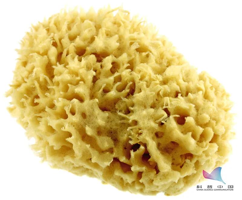 Water bears can not only survive in a vacuum, they are also more pressureresistant than steel