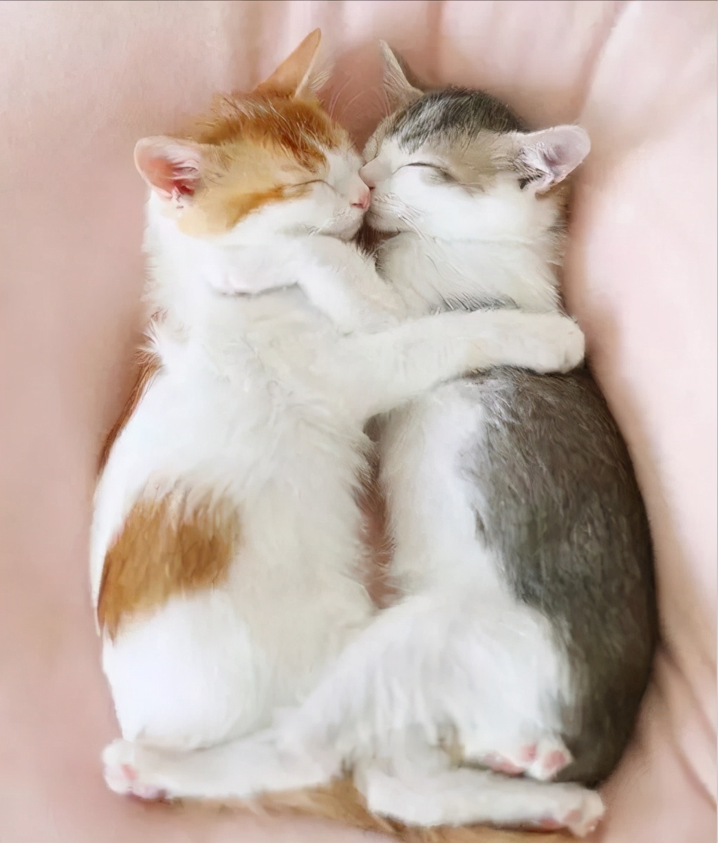 These pictures tell you how much fun it is to have two cats iNEWS