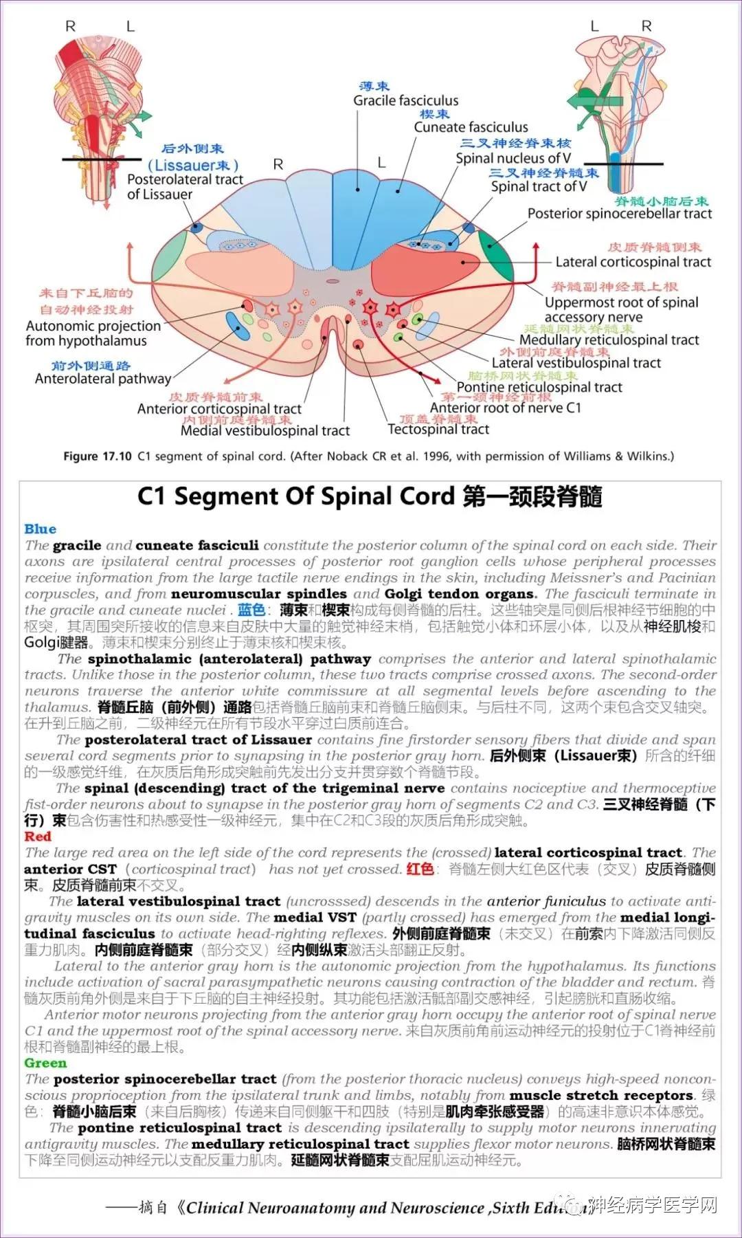 Detailed Explanations Of The Anatomical Levels And Functions Of The Ten