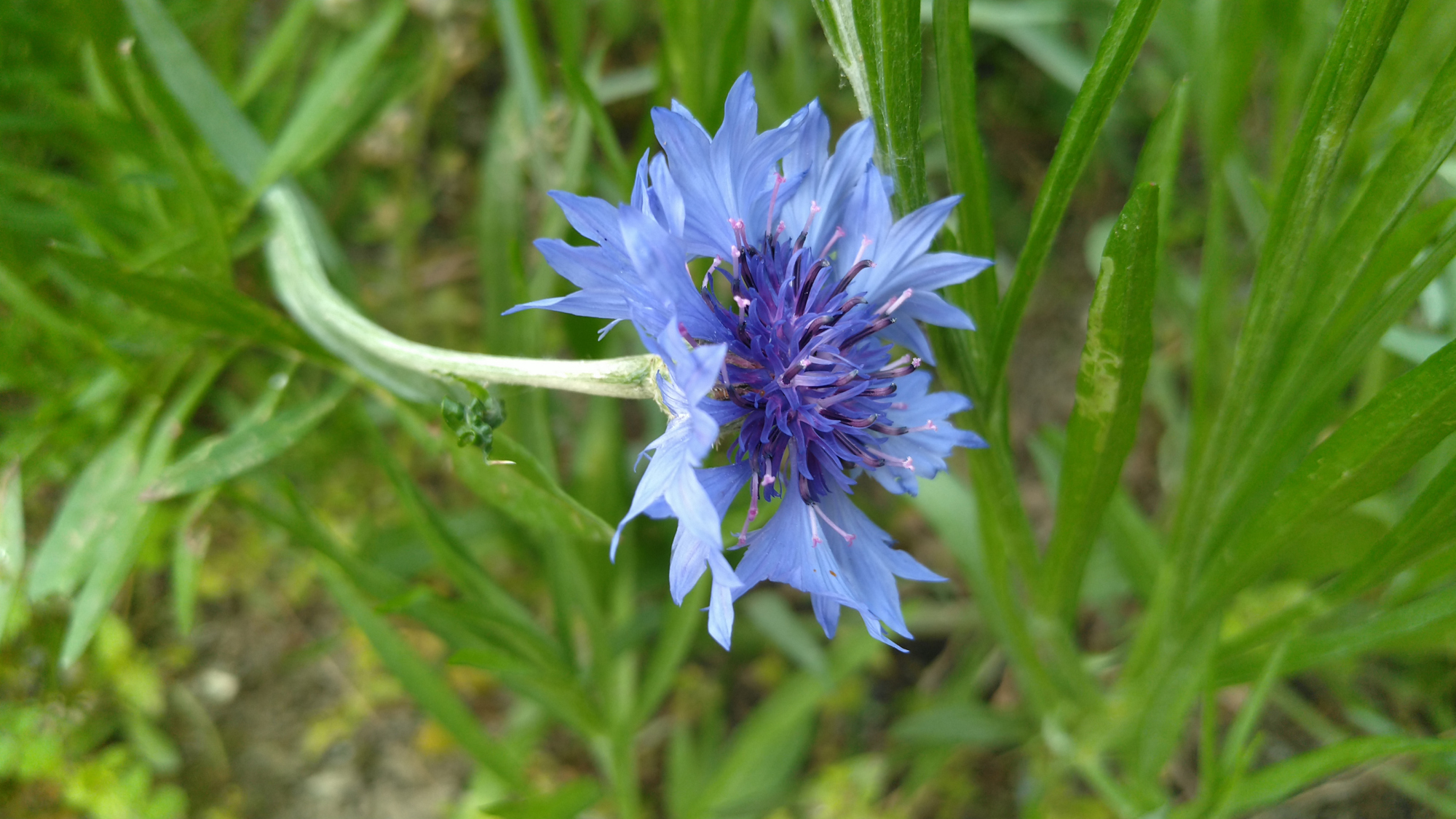 Cornflowers are often seen in the wild. Germans especially love