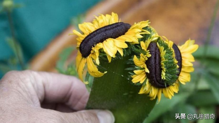 The weird beauty is shocking!Ten years after the Fukushima nuclear ...