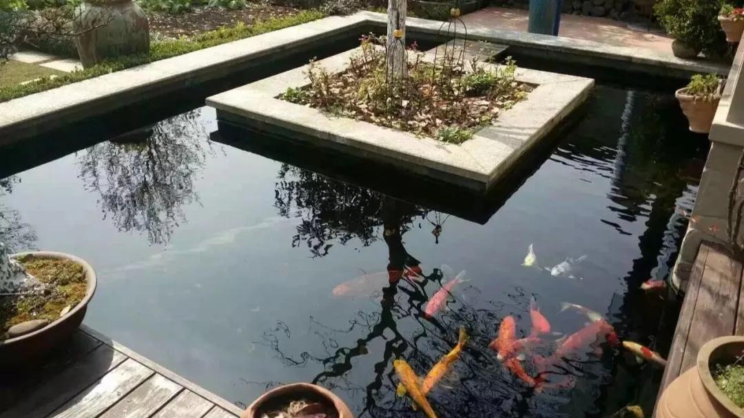 What is the cost budget for the Koi Fish Pond? iNEWS