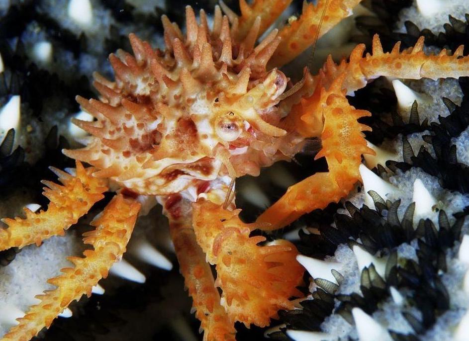 Why is king crab so expensive?Chinese king crabs are all imported, so