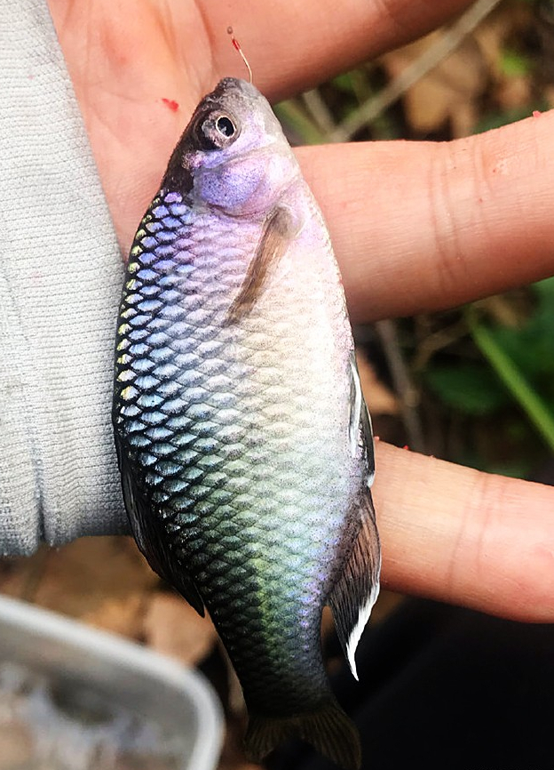 鳑鲏中国原生观赏鱼新宠