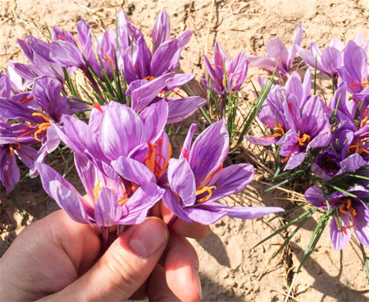 How to grow precious herbal saffron?Choose the right time to plant