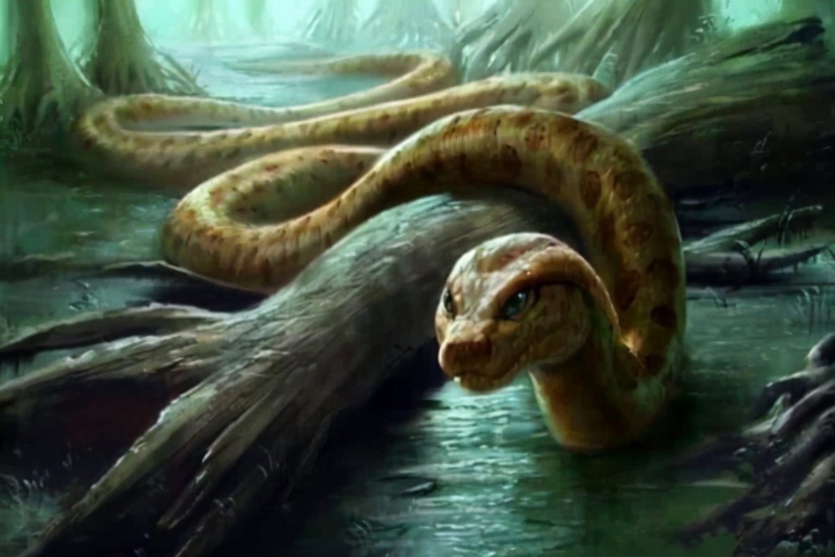 一系列蟒蛇大蛇摄影写真图