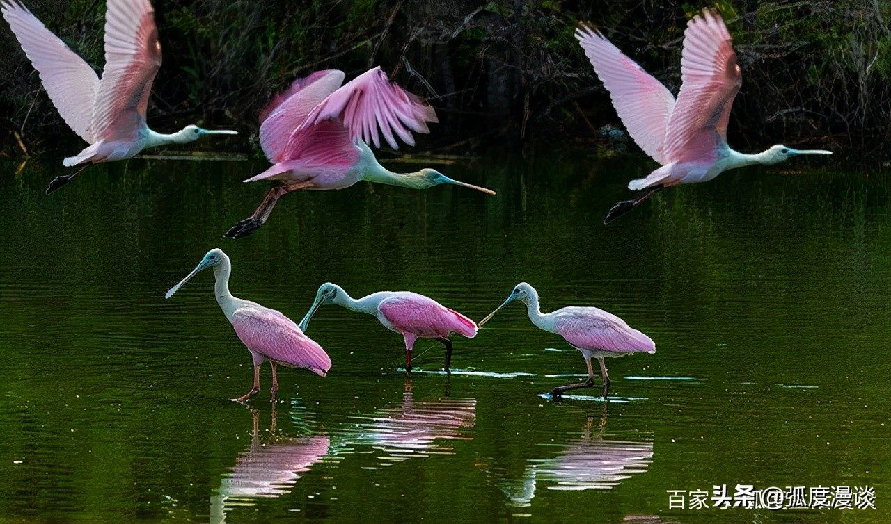 Rose Spoonbill Encyclopedia - iNEWS