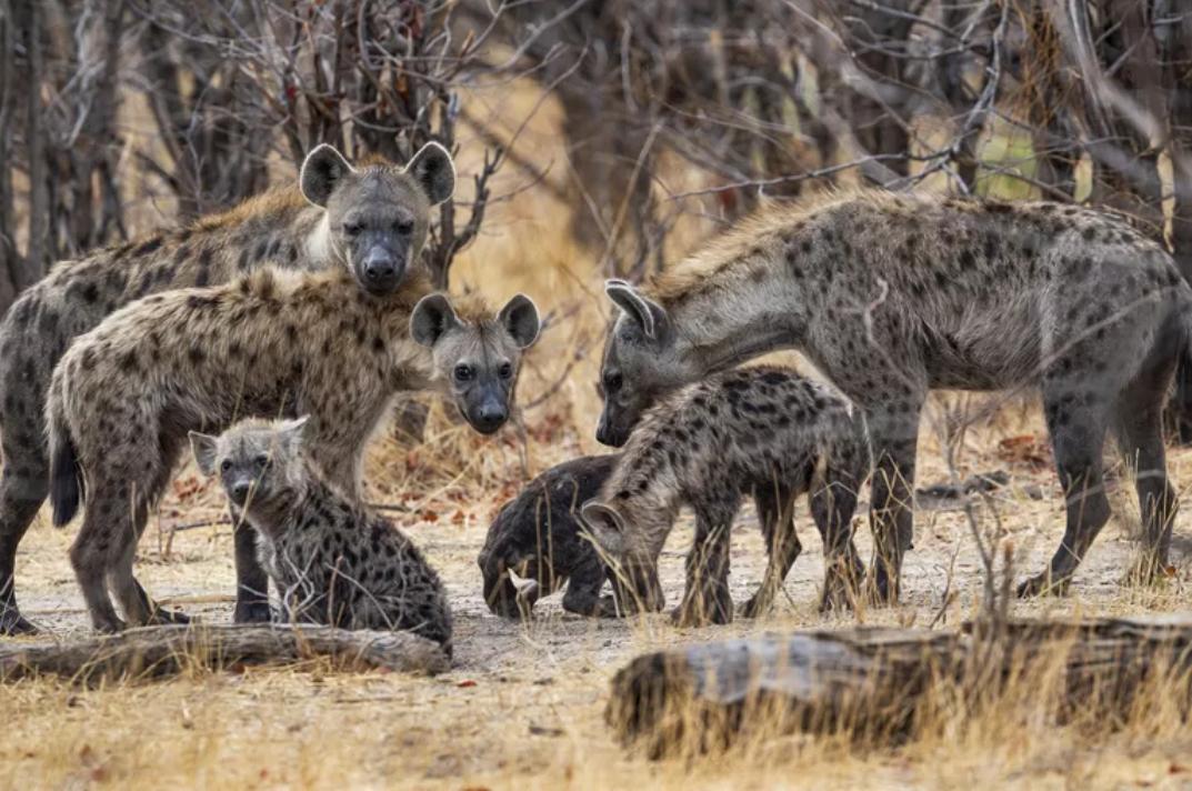 How did hyenas survive iNEWS