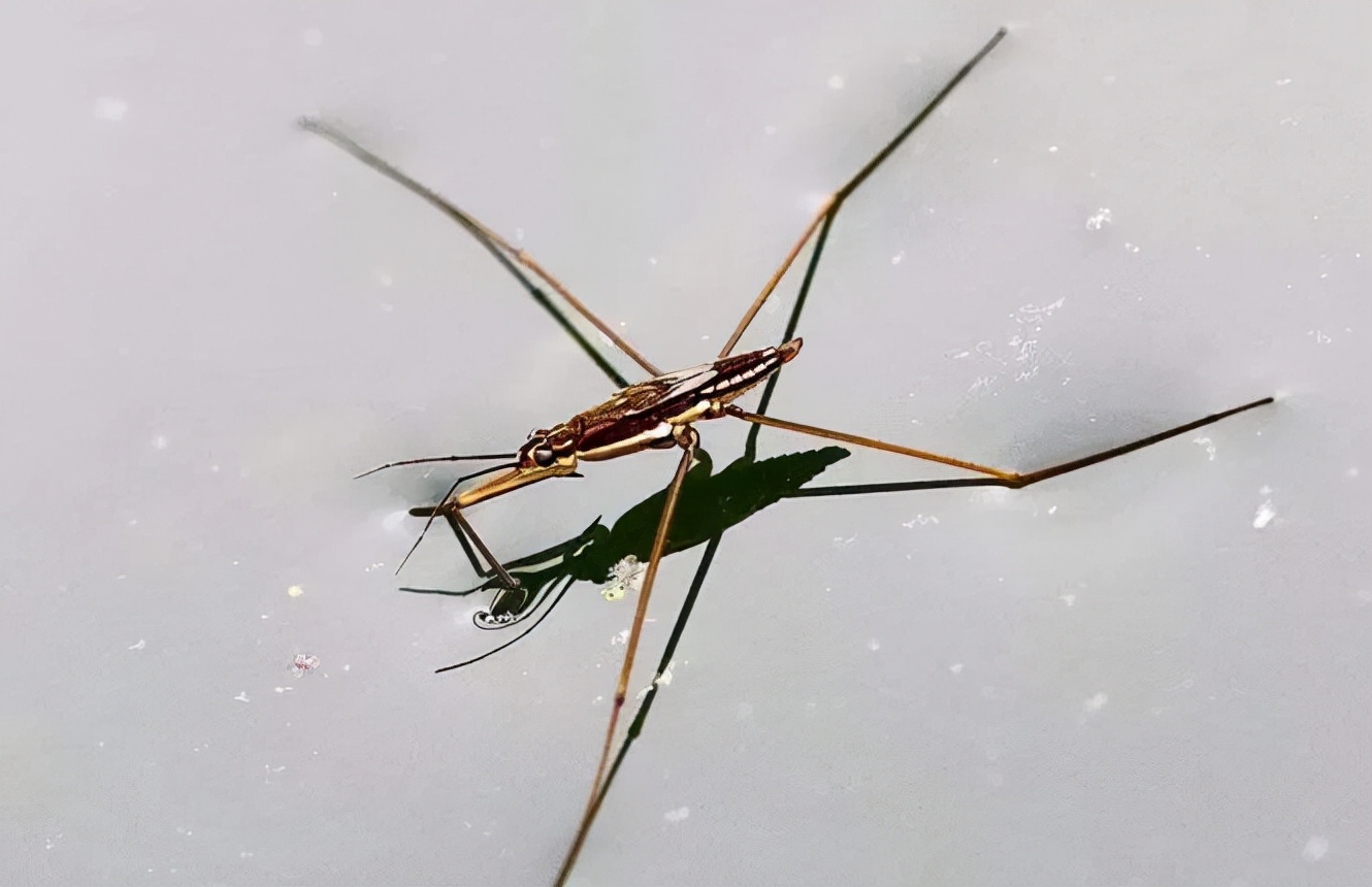 What exactly is this kind of bug that "floats on the water"?Is it a