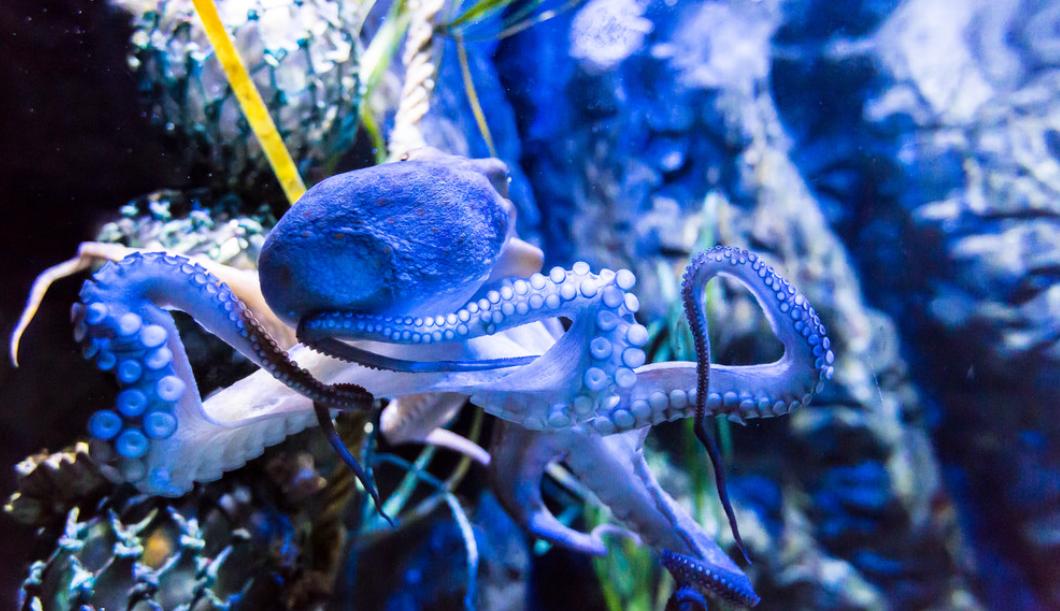 The octopus's IQ is beyond imagination, but it has not evolved into an ...