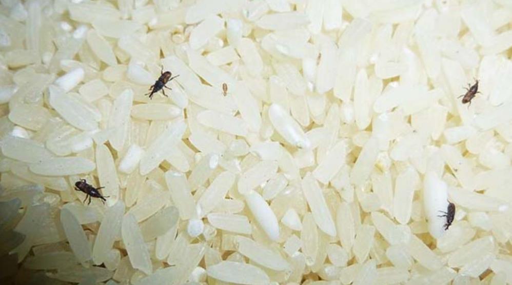 What should I do if rice grows insects?The owner of the rice shop