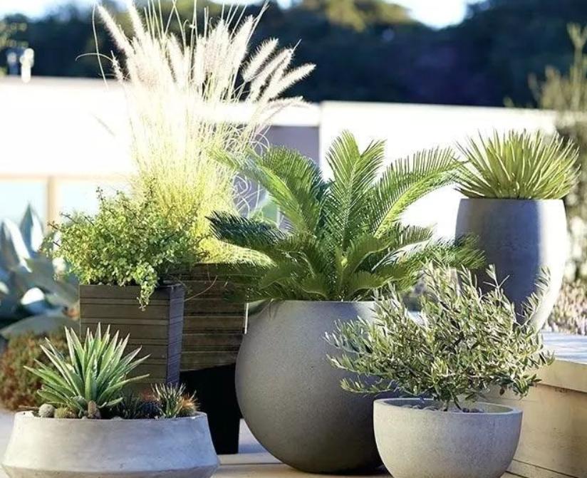 When it rains in autumn, which plant potted plants should be moved out