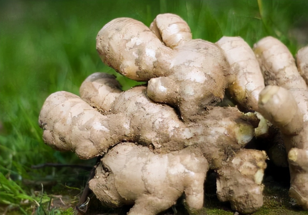 As the saying goes "people eat ginger in the morning, ginger eats ginger at noon, and ginger