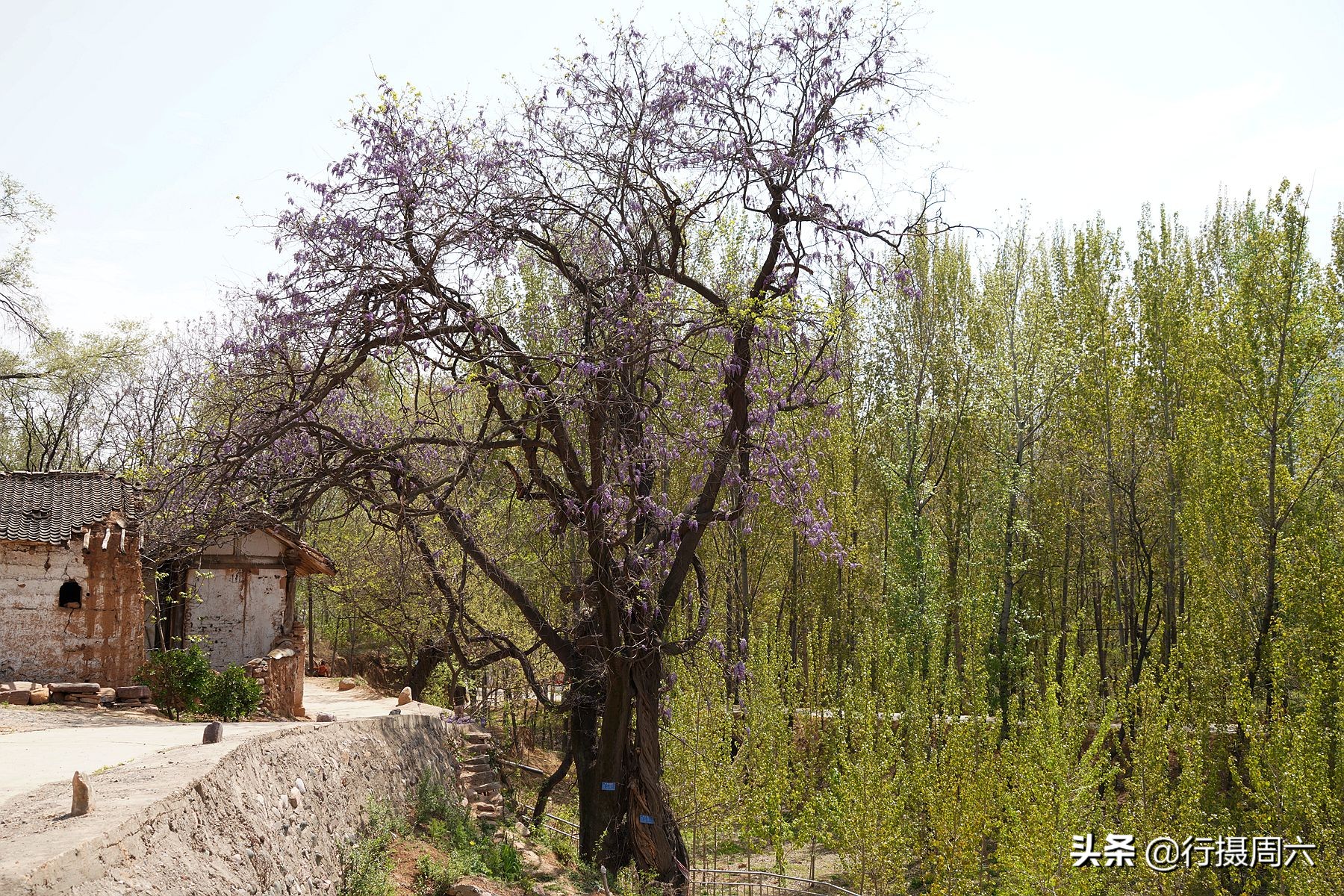 Shanxi Thousandyear Wisteria "Dragons and Snakes" ancient tree, purple