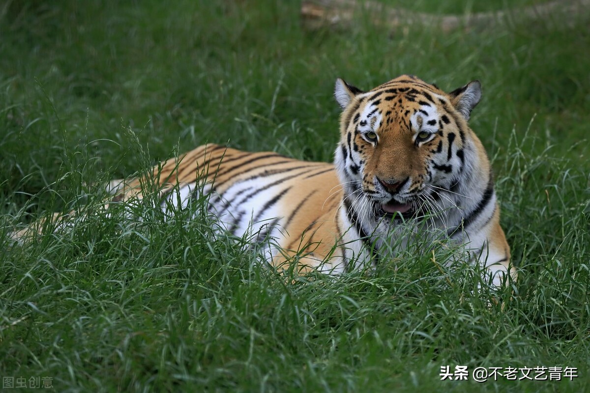 Why can't dogs evolve wings, while chickens have wings but can't fly