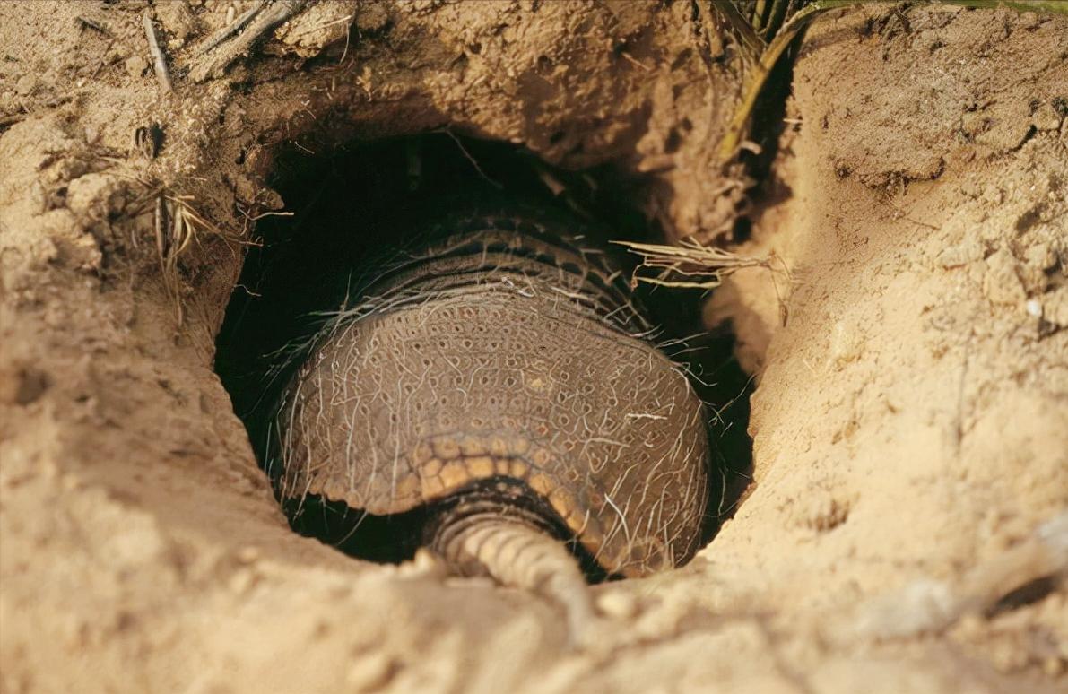 How hard is the armadillo shell that has lived for nearly 60 million