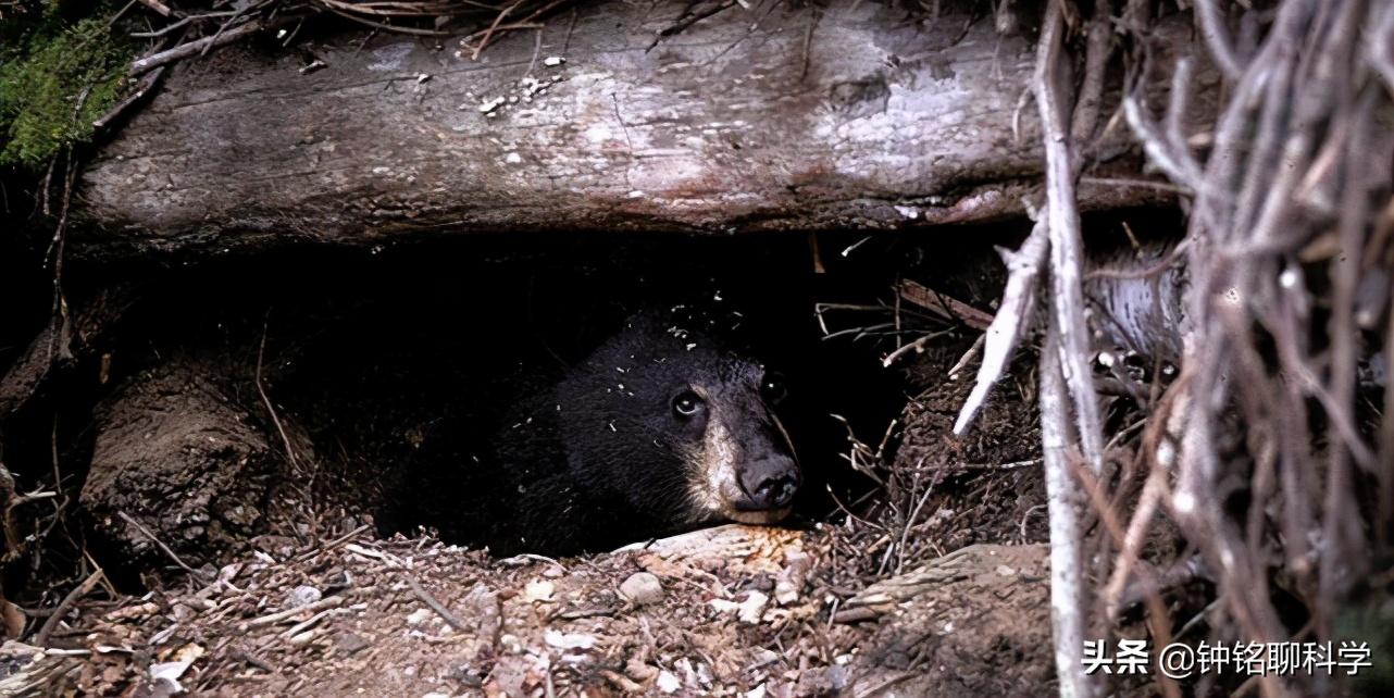 Do hibernating bears have the ability to protect themselves?Giant