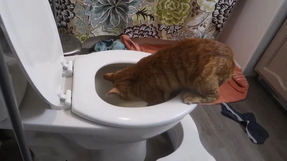Why do cats like to drink toilet water secretly? iNEWS