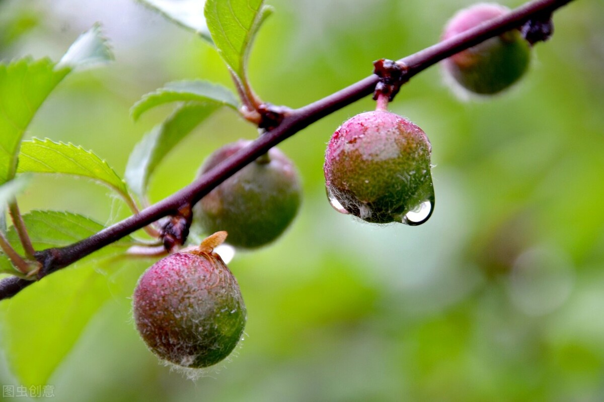 Can fatty liver eat oranges?The doctor If you want to
