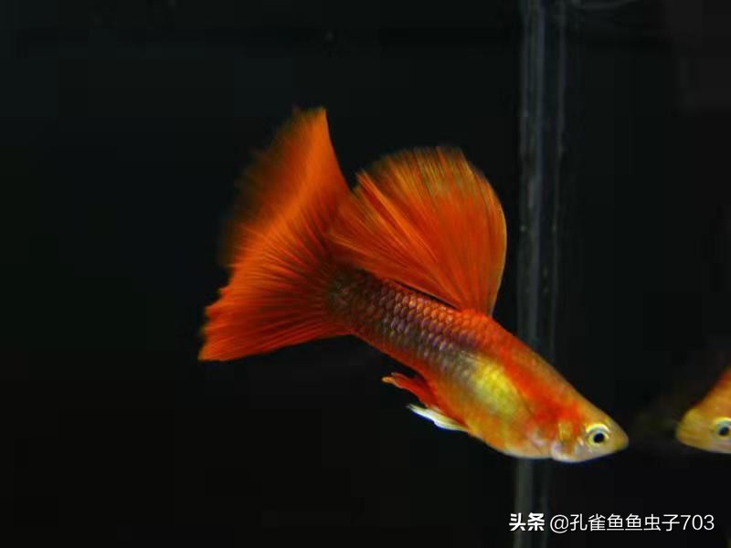 How do guppies mate? iNEWS