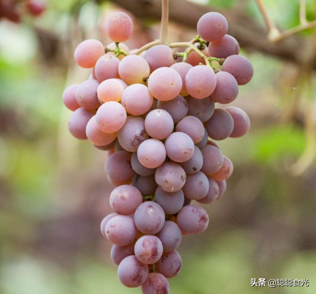 15 common grape varieties, each with its own advantages and