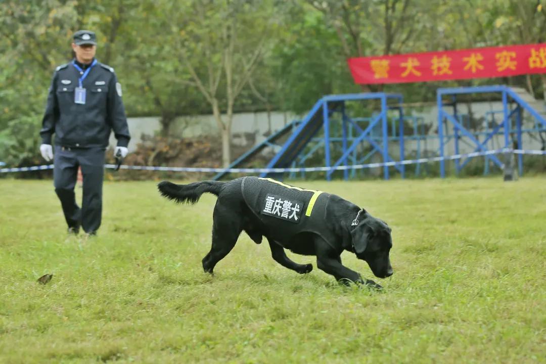 警犬|警汪出击，巅峰对决！这波本领秀真的很可~~~