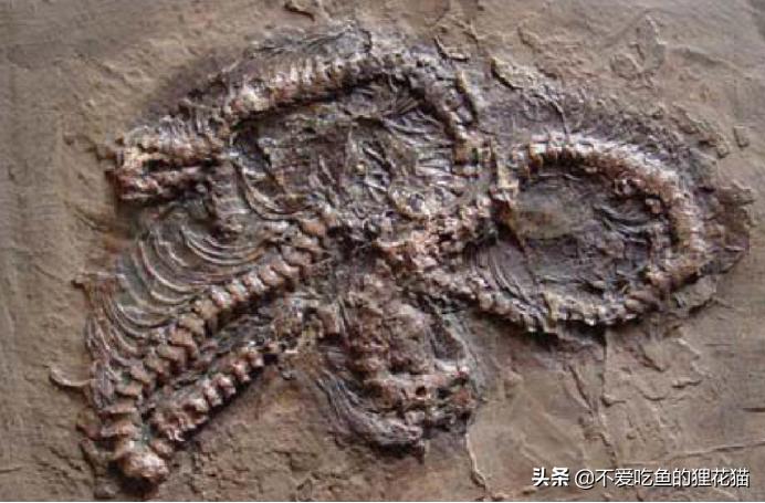 Counting the ancient giants among snakes, the Titan Python is the top ...