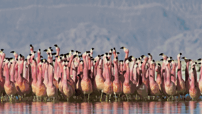 全7集七个世界一个星球网盘神作英国bbc纪录片下载[国语中字]-兜得慧