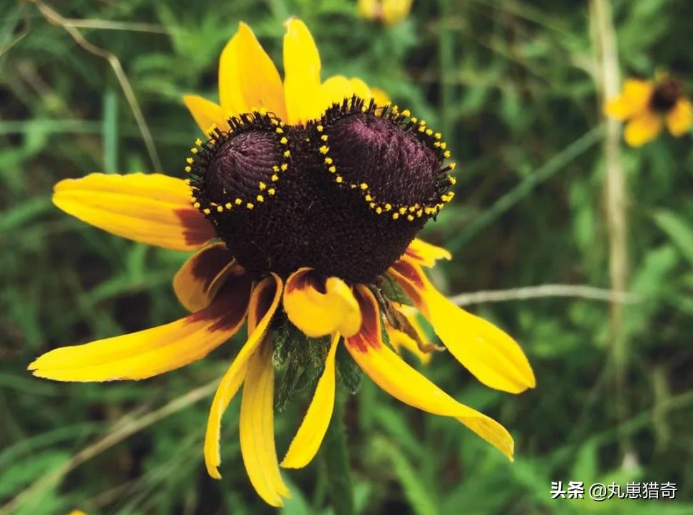 The weird beauty is shocking!Ten years after the Fukushima nuclear ...