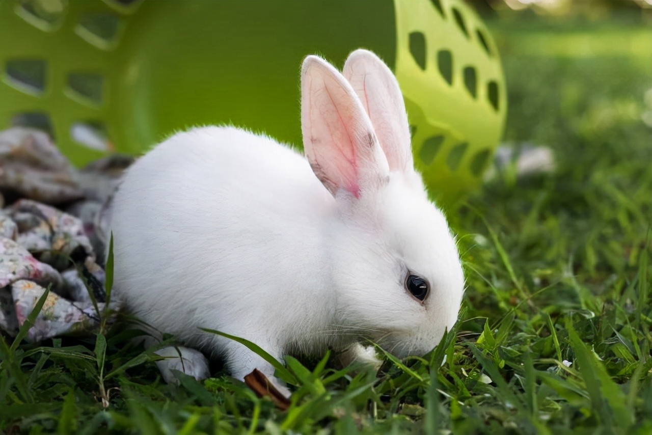 How to clean up ear mites in mini rabbit ears iNEWS