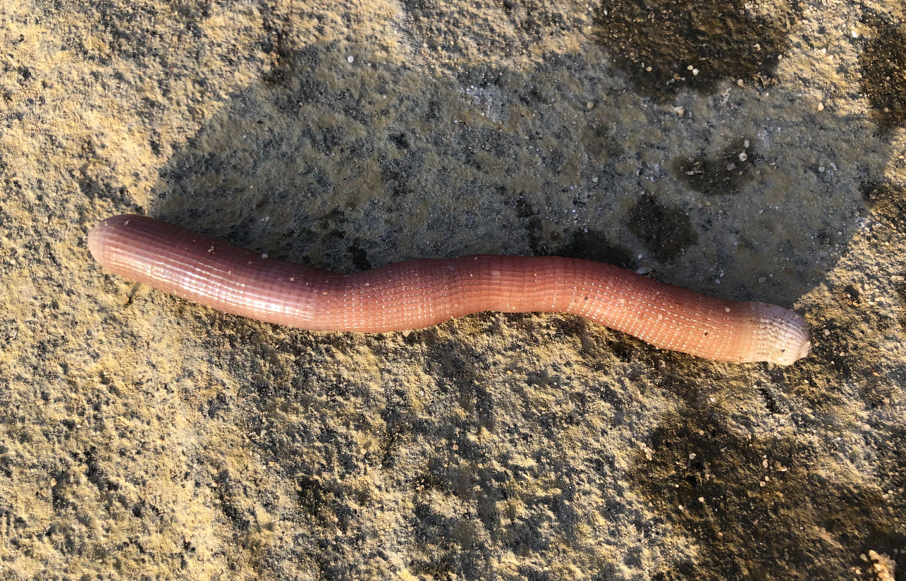 啊智和老姑婆去赶海,捡到八脚海星,被螃蟹吻得流下开心的泪花 - acfun