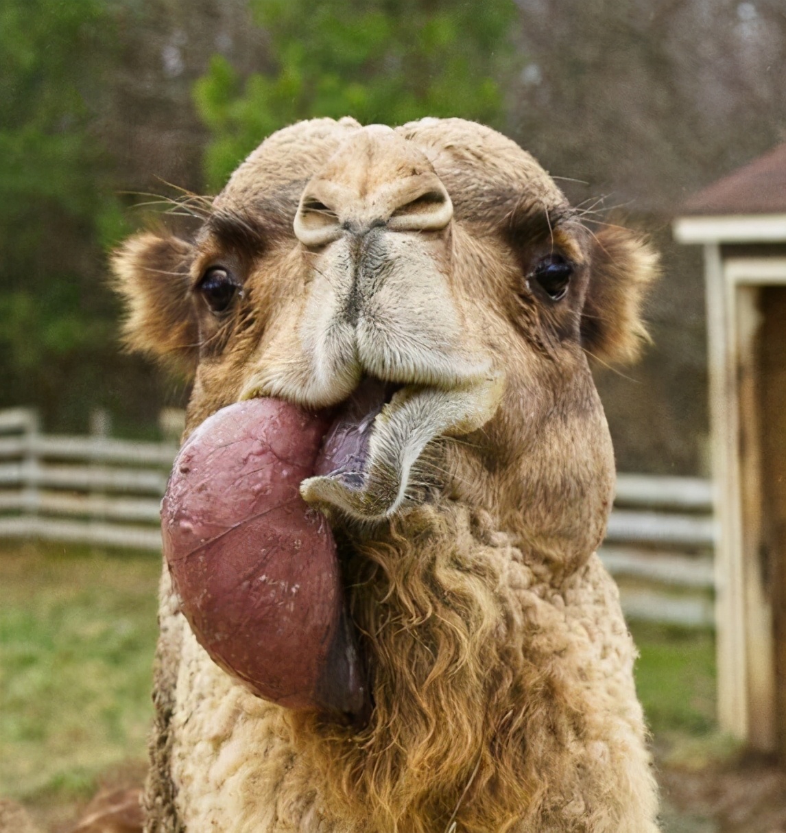 Why does the camel spit out a pink "ball of meat" in its mouth? Is it