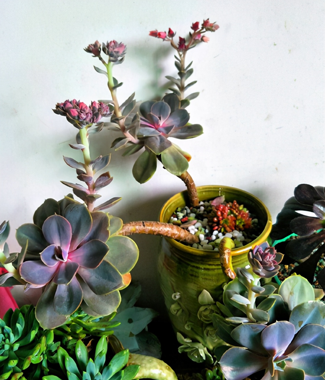What to do with succulent blossoms, what to do with flowers after