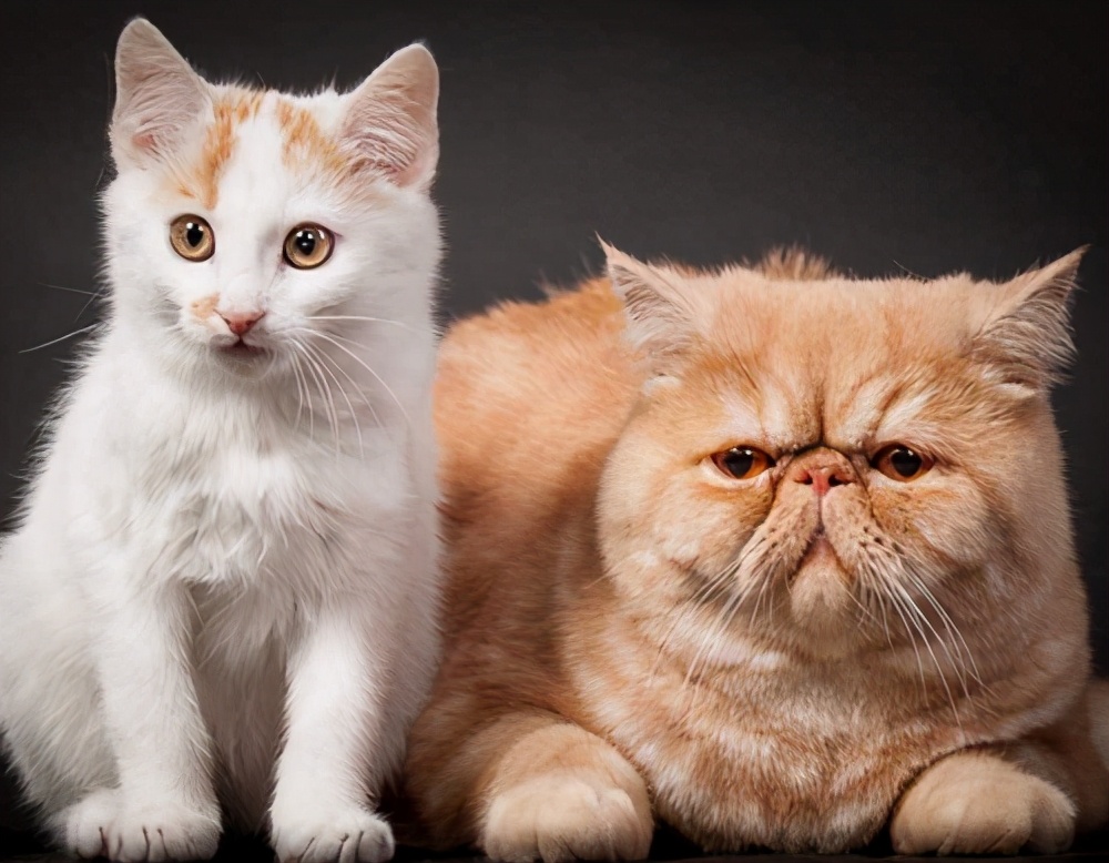 Cats' cheeks are not just about gaining weight, but also to master