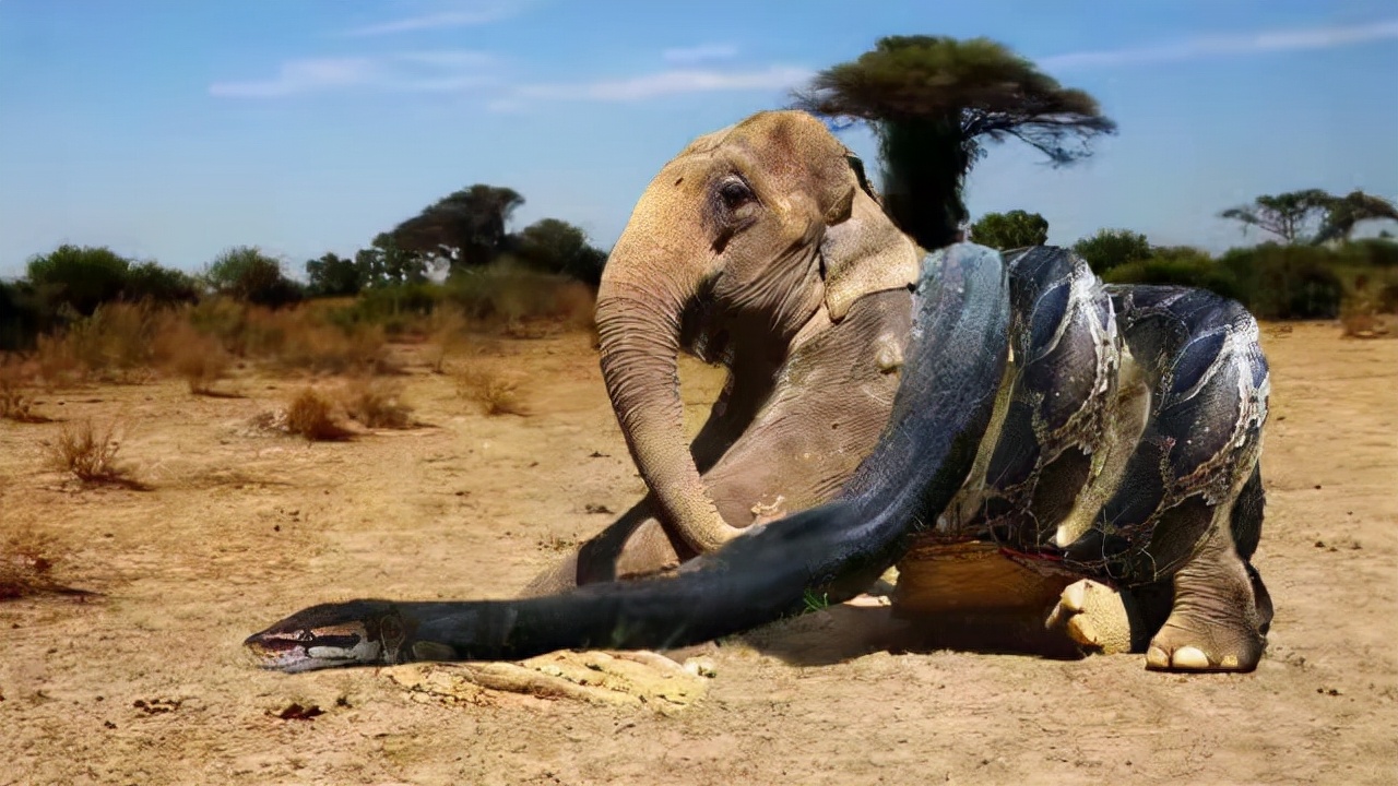 In Africa, how does a snake that is dozens of times smaller than an  elephant swallow an elephant? - iNEWS