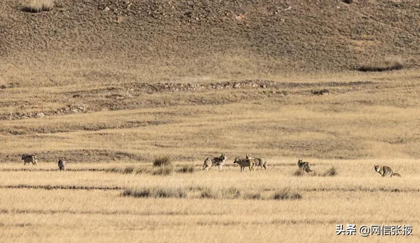 Wolf infested! Trails of wolves were photographed in the hinterland of ...