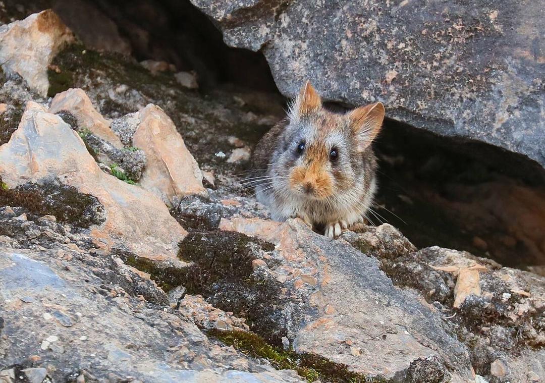 The Super Cute Ili Pika Has Been In An Endangered State Since Its