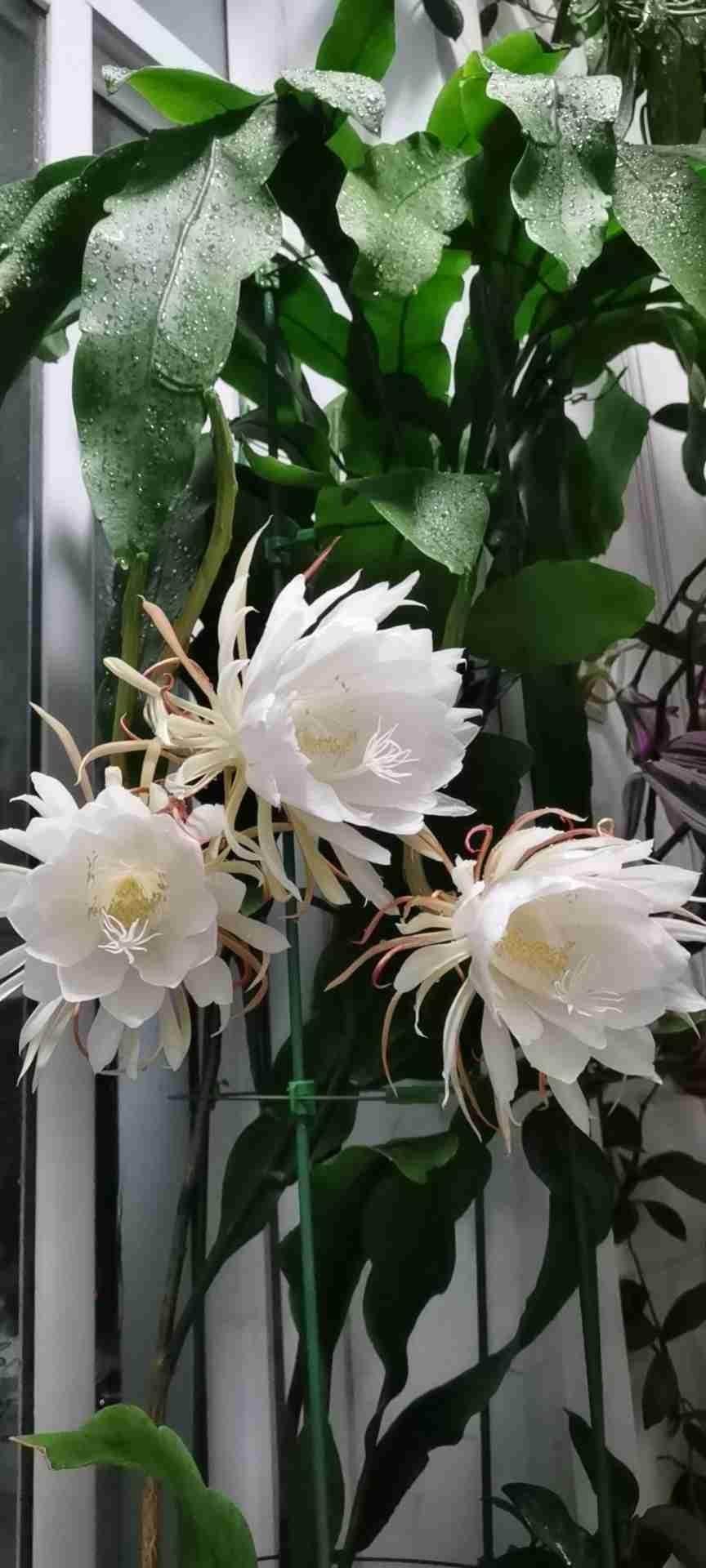 10 kinds of the most mysterious flowers, in the flower market, you can