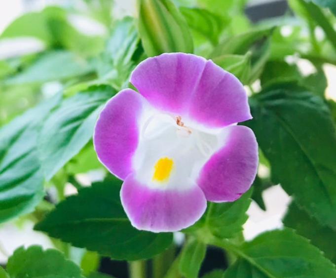 The powerful summer pansy flowers will not die in the summer, the more