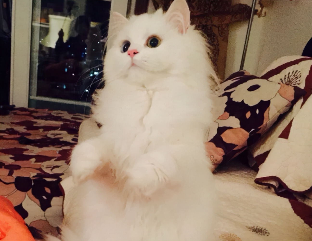 Why do female cats roll around after mating, turning their heads to