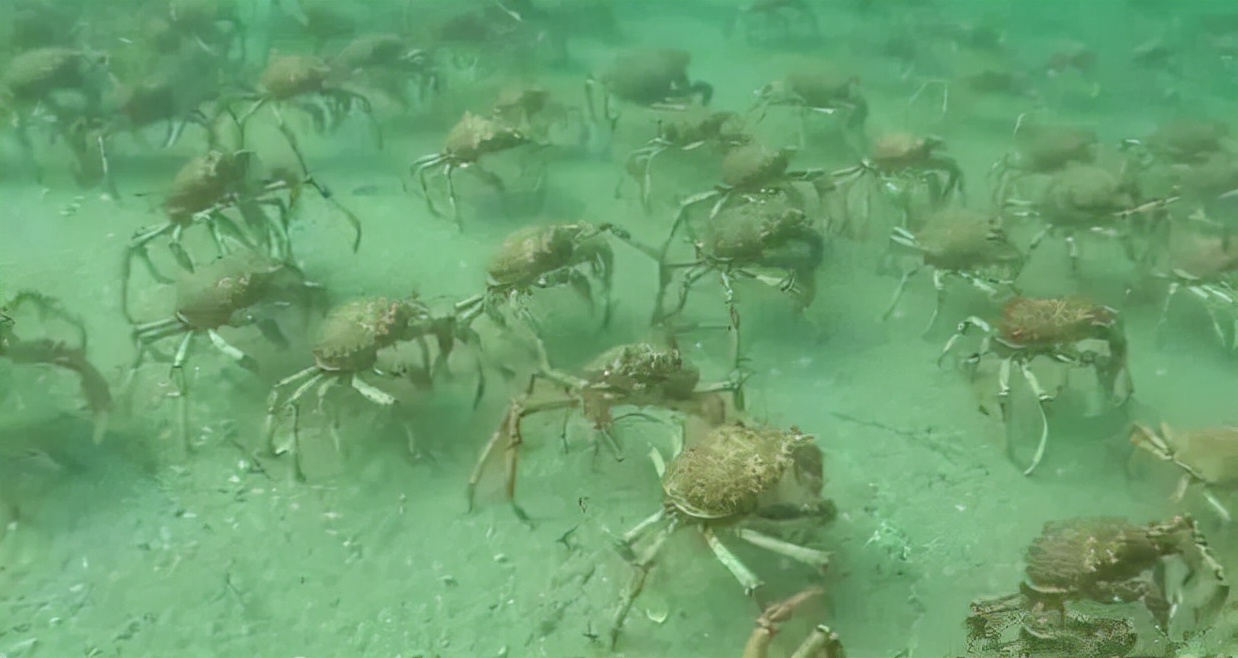 Over 1 million king crabs have invaded Antarctica, grabbing territory