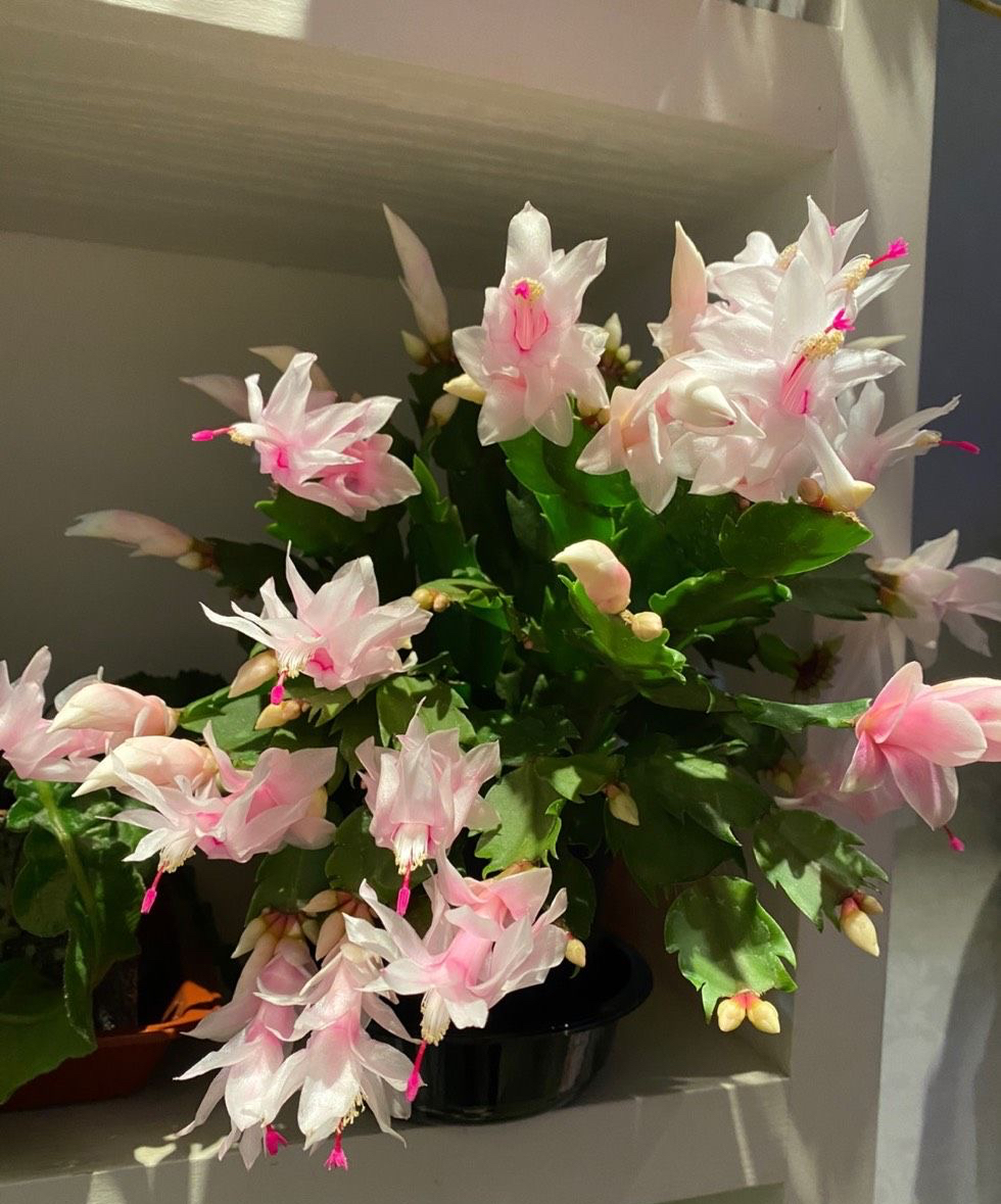 Crab claw orchids, which are afraid of heat and water, can be "bred