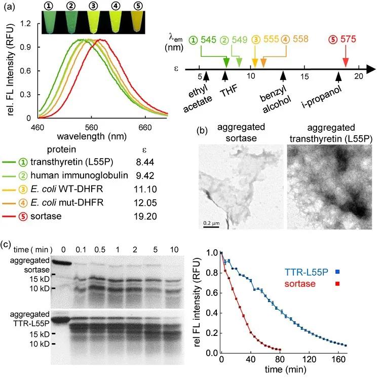 Lysochromic fluorescent probe molecules reveal the heterogeneity of