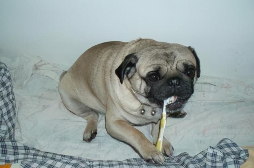 Pugs Teeth Rotten These behaviors of raising pugs are very