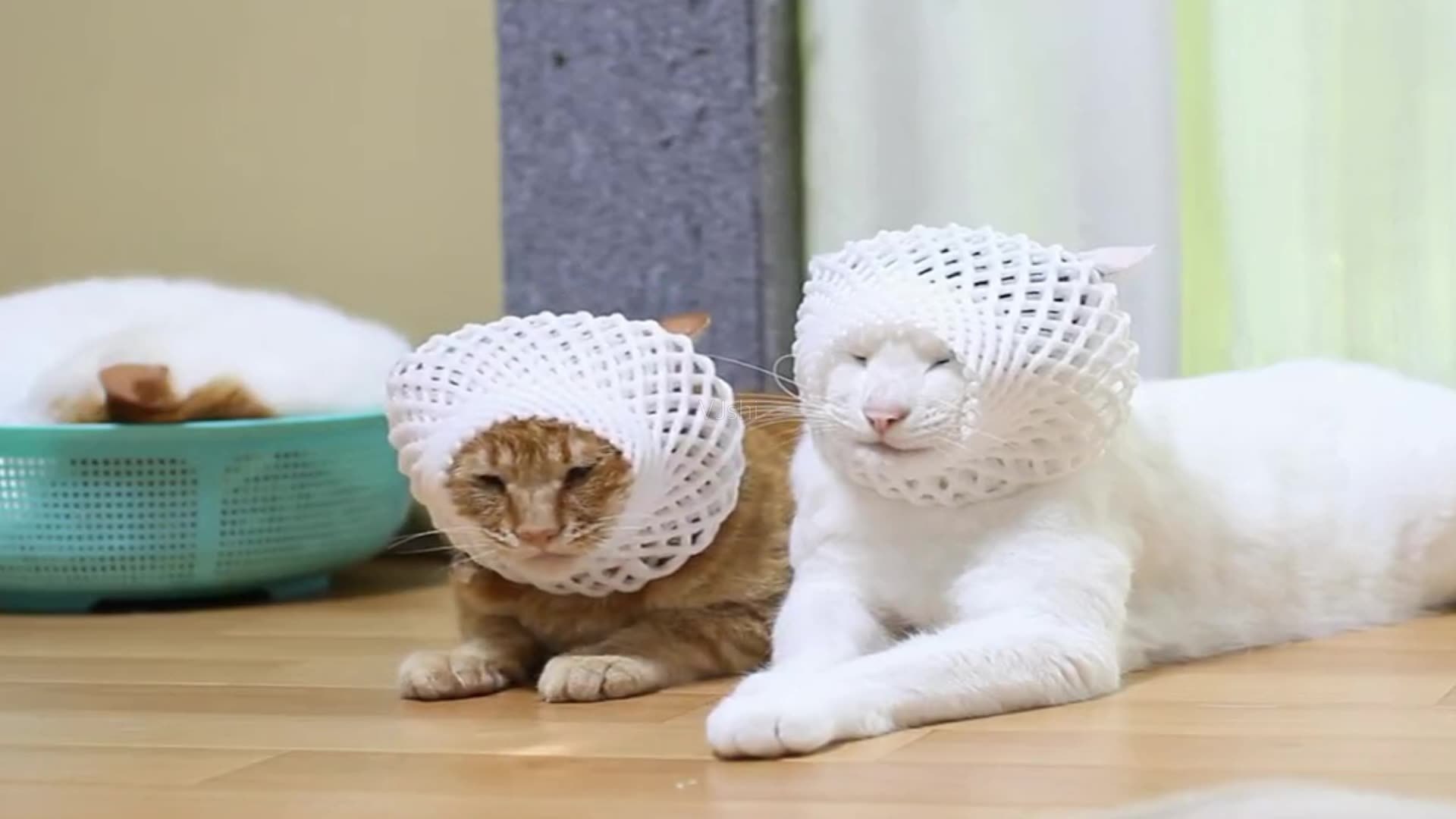 These pictures tell you how much fun it is to have two cats iNEWS