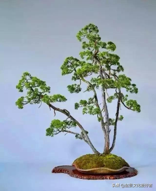 The most beautiful literati bonsai, incredible iNEWS