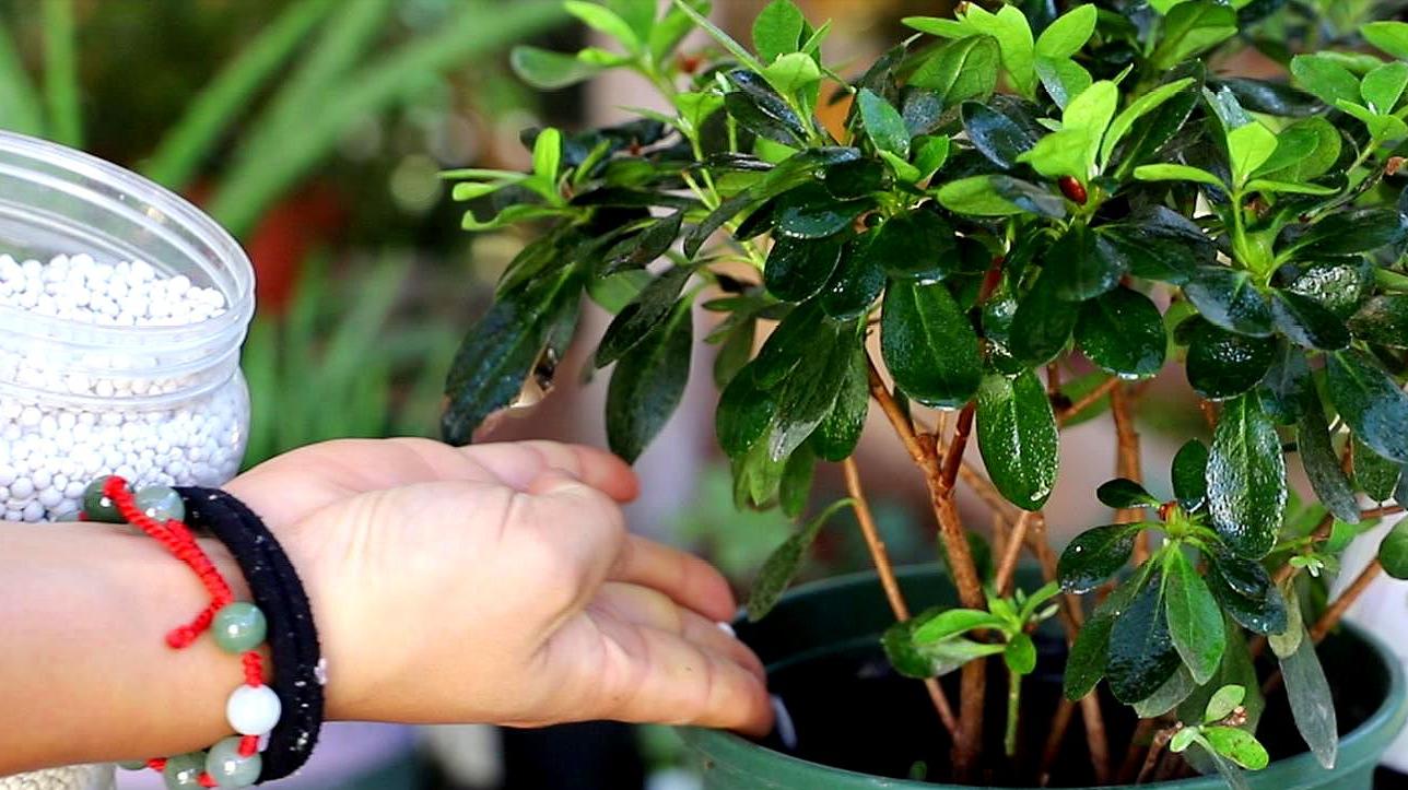 Dufu is full of flowers, multi-trimming, cut the residual flowers, and ...