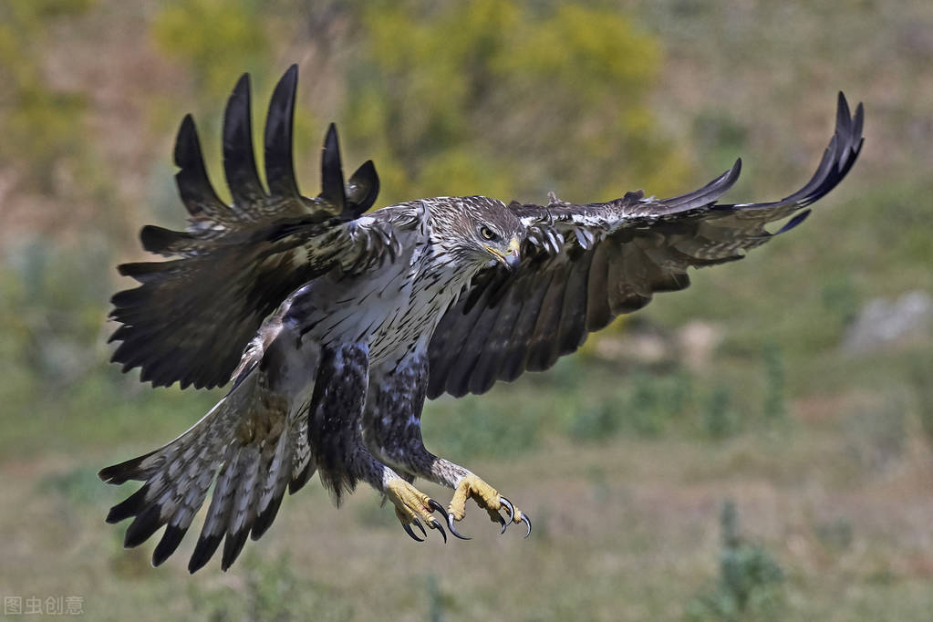The eagle ate a very venomous snake, why is it not poisoned?Can eagles